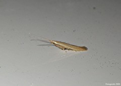 Coleophora rupestrella