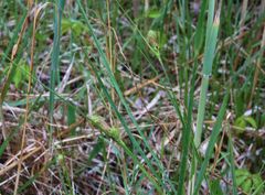 Carex complanata