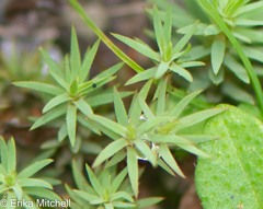Pogonatum urnigerum