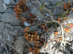 Pharnaceum cordifolium