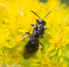 Hemihalictus