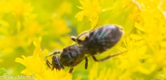 Hemihalictus