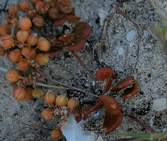 Pharnaceum cordifolium