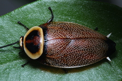 Ellipsidion reticulatum
