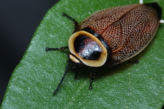 Ellipsidion reticulatum