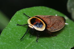 Ellipsidion reticulatum