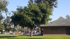 Quercus agrifolia