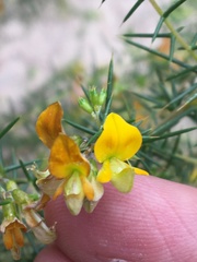 Aspalathus vulnerans