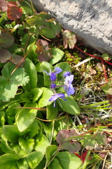 Veronica grandiflora