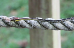 Dendrelaphis kopsteini