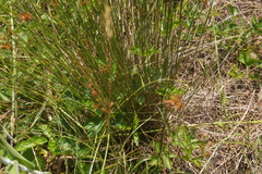 Carex complanata