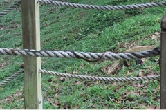 Dendrelaphis kopsteini