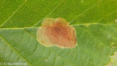 Cameraria betulivora