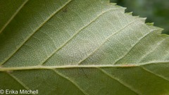 Cameraria betulivora