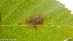 Cameraria betulivora