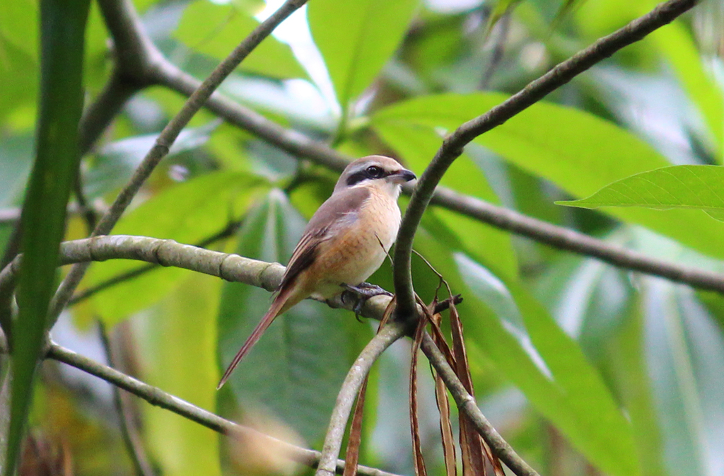 Brown Shrike from Kahengama, Sri Lanka on October 23, 2021 at 02:53 PM ...