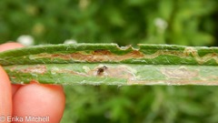 Liriomyza ptarmicae