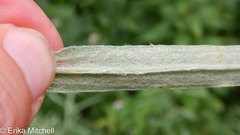 Liriomyza ptarmicae