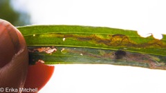 Liriomyza ptarmicae