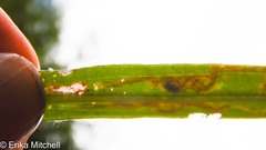 Liriomyza ptarmicae