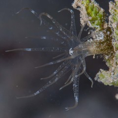 Bunodeopsis