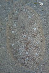 Pardachirus pavoninus