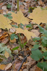 Acer platanoides