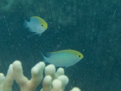 Pomacentrus aurifrons