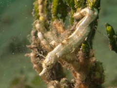 Acentronura breviperula