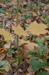 Acer platanoides