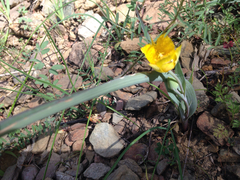 Calochortus monophyllus
