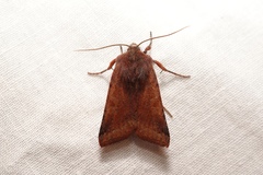 Agrochola haematidea