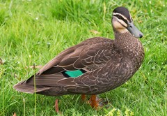 Anas superciliosa × platyrhynchos