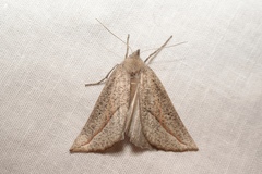 Compsoptera opacaria