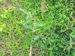 Phyllanthus urinaria