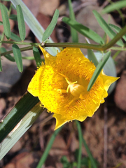 Calochortus monophyllus