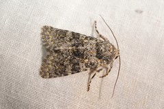 Polymixis xanthomista