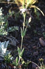Silene linnaeana