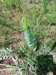 Lopholaena segmentata