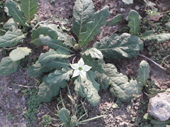 Jaborosa runcinata