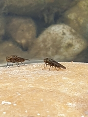 Diptera