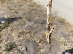 Ceratotheca