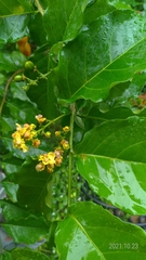 Bunchosia argentea