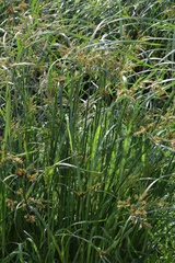 Cyperus fastigiatus