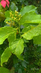 Bunchosia argentea