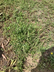Oenothera mollissima