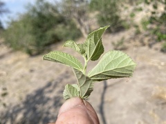 Grewia retinervis