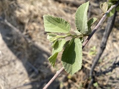 Grewia retinervis