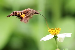 Macroglossum divergens