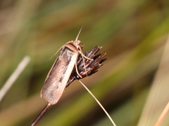 Ochropleura